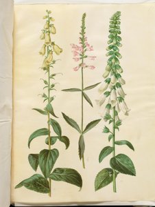 Digitalis grandiflora (storblommiga fingerborgsblommor); Physostegia virginiana (Physostegia virginiana); Digitalis purpurea (vanlig digitalis) av Hans Simon Holtzbecker