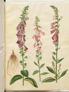 Digitalis purpurea (vanlig digitalis)