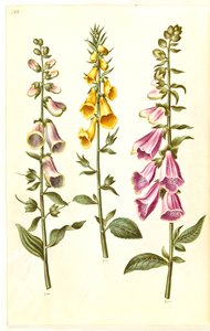 Digitalis purpurea (vanlig fingerborgshandske); Digitalis grandiflora (storblommig fingerborgsbo) av Hans Simon Holtzbecker