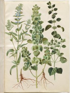 Dracocephalum moldavica (moldavisk dragehoved); Moluccella spinosa (tornet tragtbæger); Melissa officinalis (citron-melisse) av Hans Simon Holtzbecker