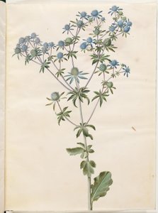 Platt eryngium (har mandstro) av Hans Simon Holtzbecker