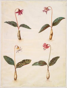 Erythronium dens-canis (äkta hundtand) av Hans Simon Holtzbecker