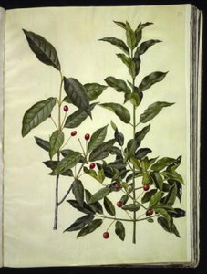 Euonymus latifolius (bredbladigt benved); Euonymus europaeus (vanlig benved) av Hans Simon Holtzbecker