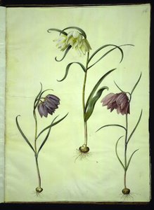 Fritillaria meleagris (vanligt huggormägg) av Hans Simon Holtzbecker