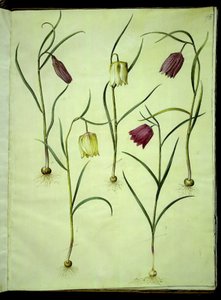 Fritillaria meleagris (vanligt huggormägg) av Hans Simon Holtzbecker