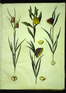 Fritillaria meleagris (vanligt huggormägg); Fritillaria aurea eller Fritillaria tubiformis & moggridgei (vibbägg); Fritillaria montana av Hans Simon Holtzbecker