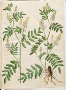 Galega officinalis (läkarens pod) av Hans Simon Holtzbecker