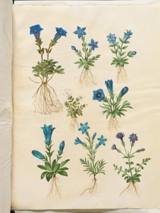Gentiana acaulis (gentiana utan stam); Gentiana verna (vårgentiana); Gentiana acaulis (gentiana utan stam); Gentiana (art av gentiana) av Hans Simon Holtzbecker