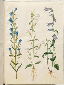 Gentiana pneumonanthe (klockgentiana); Campanula patula (ängsklocka); Campanula rapunculoides (ensidig klocka) av Hans Simon Holtzbecker