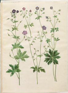 Geranium phaeum (vågkrönt storknäbb); Geranium sylvaticum (trästorknäbb) av Hans Simon Holtzbecker