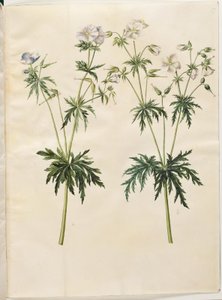 Geranium pratense (ängsstorknäbb) av Hans Simon Holtzbecker