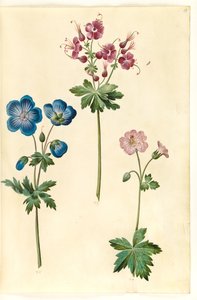 Geranium pratense (ängsstorknäbb); Geranium phaeum (vågkrönt storknäbb); Geranium versicolor (nätstorknäbb) av Hans Simon Holtzbecker