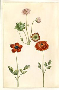 Geranium sanguineum striatum (stribet storkenæb); Ranunculus asiatica (har ranunkel) av Hans Simon Holtzbecker