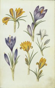 German: Krokusse av Hans Simon Holtzbecker