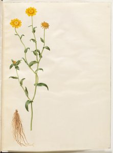 Glebions gröda (gul okseøje) av Hans Simon Holtzbecker