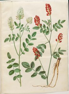 Hedysarum coronarium (rödklöver) av Hans Simon Holtzbecker