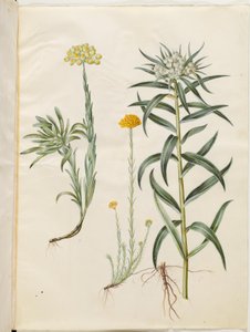 Helichrysum orientale (buske evig); Helichrysum Stoechas (stinkande evig blomma); Anaphalis margaritacea (vanlig pärlkorg) av Hans Simon Holtzbecker