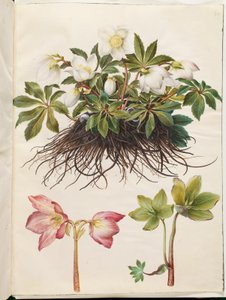 Helleborus niger (vanlig julros)