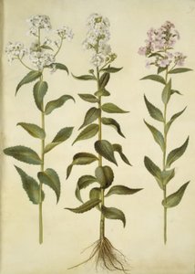 Hesperis matronalis (vanlig kvällsstjärna) av Hans Simon Holtzbecker