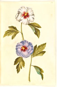 Hibiscus syriacus (syrisk ros) av Hans Simon Holtzbecker