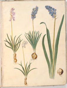 Hyacinthoides non-scripta (vanlig klockblomma); Hyacinthoides hispanica (spansk klockblomma) av Hans Simon Holtzbecker