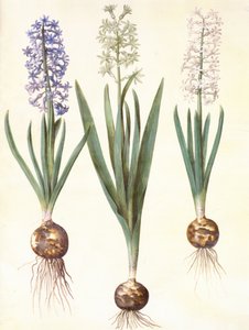 Hyacinthoides orientalis simp et pl av Hans Simon Holtzbecker