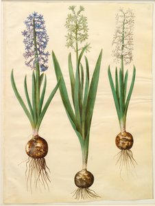 Hyacinthoides orientalis simp et pl av Hans Simon Holtzbecker