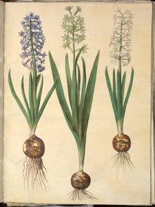 Orientalisk hyacint (Almindelig hyacint) av Hans Simon Holtzbecker