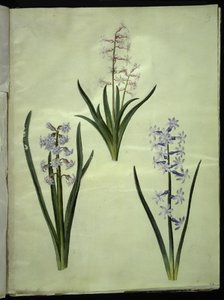 Orientalisk hyacint (Almindelig hyacint) av Hans Simon Holtzbecker