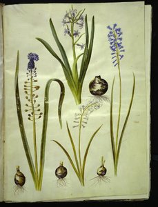 Orientalisk hyacint (almindelig hyacint); Muscari comosum (duskhyacint); Brimeura amethystina (pyrenisk blå) av Hans Simon Holtzbecker
