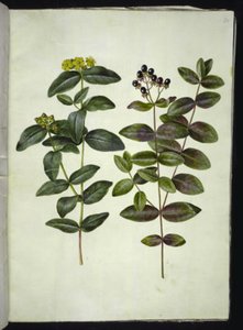 Hypericum androsaemum (Johannesört av bär) av Hans Simon Holtzbecker
