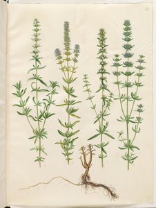 Hyssopus officinalis (äkta isop) av Hans Simon Holtzbecker