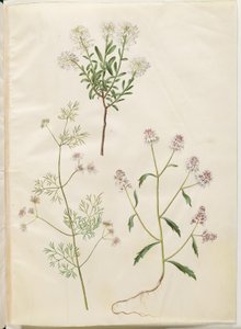 Iberis sempervirens (snökudde); Coriandrum sativum (vanlig koriander); Iberis amara (bitter rosettblomma) av Hans Simon Holtzbecker