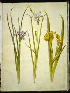 Irisgräs (græsbladet iris); Sibirisk iris (sibirisk iris); Iris pseudacorus av Hans Simon Holtzbecker