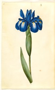 Iris latifolia (engelsk iris) av Hans Simon Holtzbecker