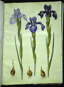 Iris latifolia (engelsk iris) av Hans Simon Holtzbecker