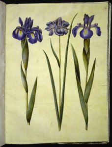 Iris latifolia (engelsk iris); Iris sibirica (sibirisk iris) av Hans Simon Holtzbecker