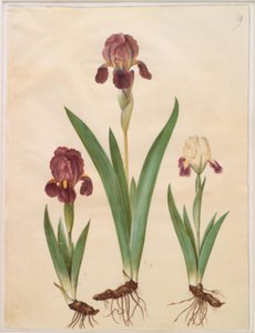 Iris ×lurida (iris-hybrid) av Hans Simon Holtzbecker