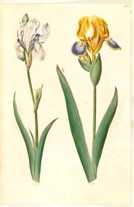 Blek iris (bleg iris); broget iris (broget iris) av Hans Simon Holtzbecker