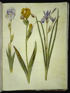 Blek iris (bleg iris); Broget iris (broget iris); Sibirisk iris av Hans Simon Holtzbecker