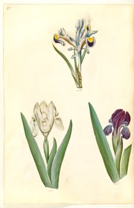 Iris persica (persisk iris); Iris lutescens eller Iris pumila (?) (dvärg iris eller låg iris) av Hans Simon Holtzbecker