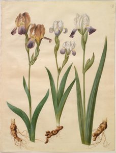 Iris ×sambucina (hylla iris); Iris ×amoena (irishybrid) av Hans Simon Holtzbecker