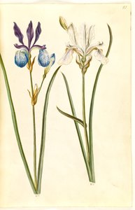 Iris sibirica (sibirisk iris) av Hans Simon Holtzbecker
