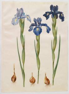 Iris xiphioides av Hans Simon Holtzbecker