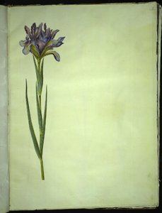 Iris xiphium (spansk iris) av Hans Simon Holtzbecker