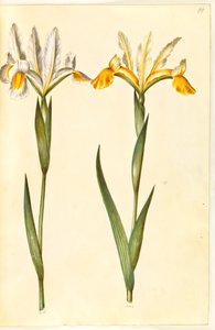 Iris xiphium, ev Iris latifolia (?) (spansk iris eller engelsk iris) av Hans Simon Holtzbecker
