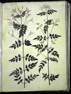 Jasminum officinale (Jasmine) av Hans Simon Holtzbecker