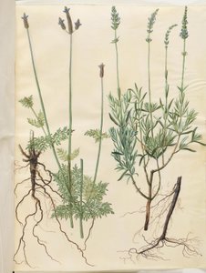 Lavandula multifida (spik lavendel); Lavandula angustifolia (äkta lavendel) av Hans Simon Holtzbecker