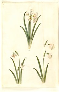 Leucojum aestivum (sommarplommon); Galanthus nivalis (vanlig snödroppe); Leucojum vernum (Dorotea lilja) av Hans Simon Holtzbecker