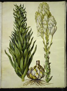 vit lilja (madonna-lilje) av Hans Simon Holtzbecker